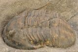 Inflated, Ordovician Asaphellus Trilobite - Morocco #235797-2